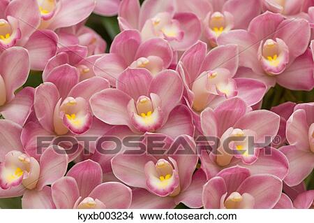 Orchid View Large Photo Image Picture - Orchid. Fotosearch