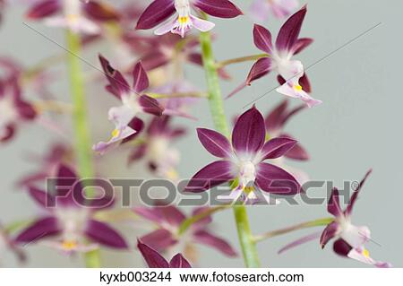 Picture - Orchid. Fotosearch