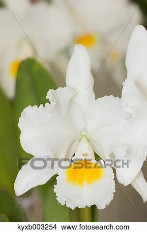 Orchid View Large Photo Image Picture - Orchid. Fotosearch