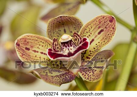 Orchid View Large Photo Image Picture - Orchid. Fotosearch