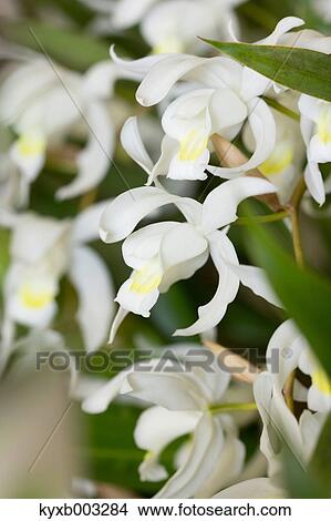 Picture - Orchid. Fotosearch