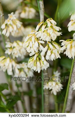 Picture - Orchid. Fotosearch