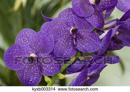 Picture - Orchid. Fotosearch