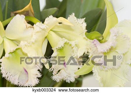 Orchid View Large Photo Image Picture - Orchid. Fotosearch