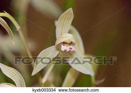 Picture - Orchid. Fotosearch