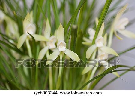 Picture - Orchid. Fotosearch