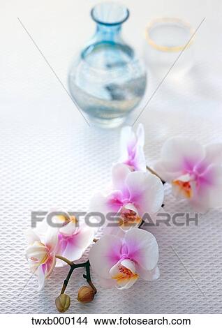 Picture - Orchid. Fotosearch