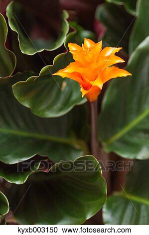 Stock Image - Orchid. Fotosearch