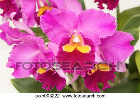 Orchid View Large Photo Image Stock Image - Orchid. Fotosearch