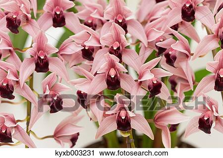 Orchid View Large Photo Image Stock Image - Orchid. Fotosearch