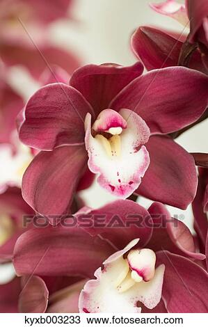 Stock Image - Orchid. Fotosearch