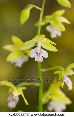 Stock Image - Orchid. Fotosearch