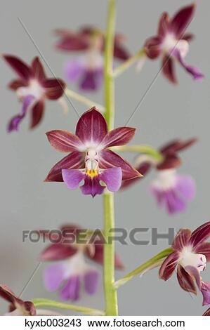 Stock Image - Orchid. Fotosearch