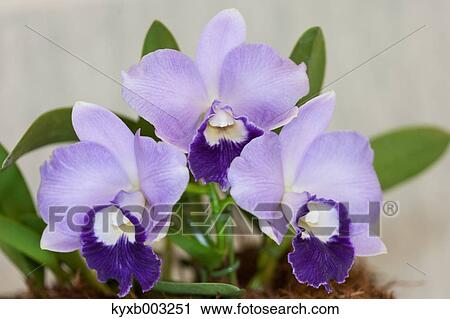 Stock Image - Orchid. Fotosearch