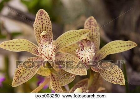 Stock Image - Orchid. Fotosearch
