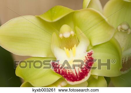 Orchid View Large Photo Image Stock Image - Orchid. Fotosearch
