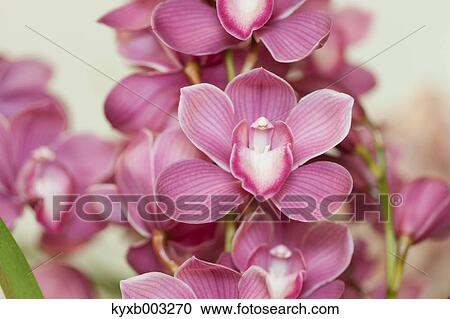 Orchid View Large Photo Image Stock Image - Orchid. Fotosearch