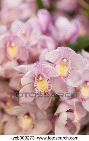 Stock Image - Orchid. Fotosearch