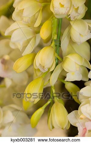 Orchid View Large Photo Image Stock Image - Orchid. Fotosearch