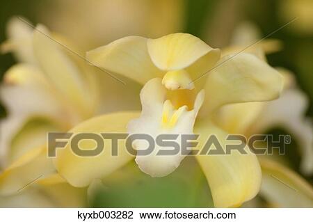 Orchid View Large Photo Image Stock Image - Orchid. Fotosearch