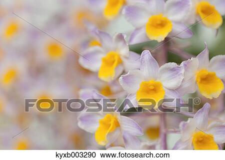 Stock Image - Orchid. Fotosearch