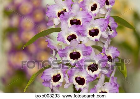 Orchid View Large Photo Image Stock Image - Orchid. Fotosearch