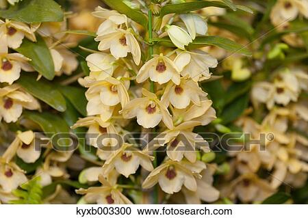 Orchid View Large Photo Image Stock Image - Orchid. Fotosearch