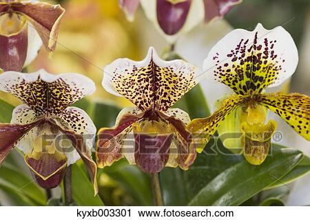 Orchid View Large Photo Image Stock Image - Orchid. Fotosearch