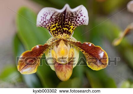 Orchid View Large Photo Image Stock Image - Orchid. Fotosearch