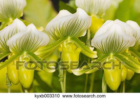 Orchid View Large Photo Image Stock Image - Orchid. Fotosearch