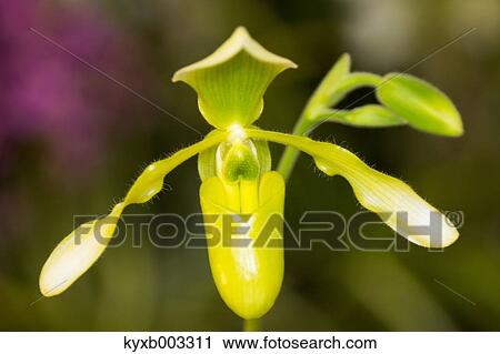 Orchid View Large Photo Image Stock Image - Orchid. Fotosearch