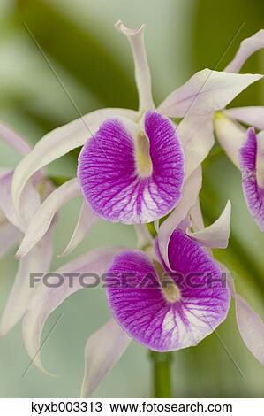 Orchid View Large Photo Image Stock Image - Orchid. Fotosearch