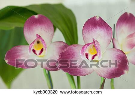 Stock Image - Orchid. Fotosearch