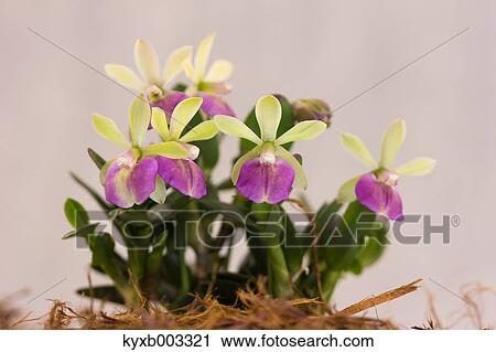 Orchid View Large Photo Image Stock Image - Orchid. Fotosearch