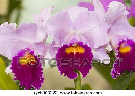 Orchid View Large Photo Image Stock Image - Orchid. Fotosearch