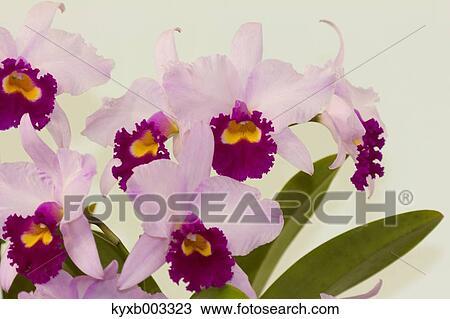 Orchid View Large Photo Image Stock Image - Orchid. Fotosearch