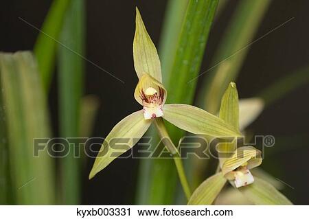Stock Image - Orchid. Fotosearch