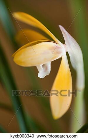 Stock Image - Orchid. Fotosearch