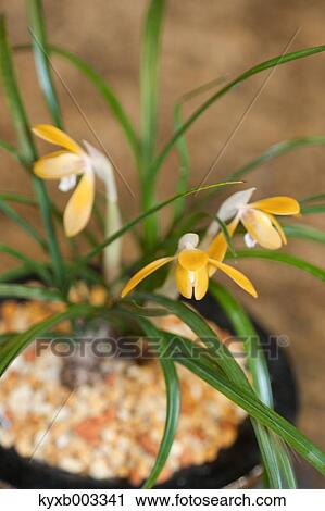 Orchid View Large Photo Image Stock Image - Orchid. Fotosearch