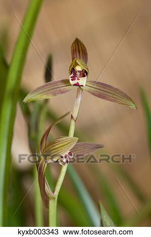 Stock Image - Orchid. Fotosearch
