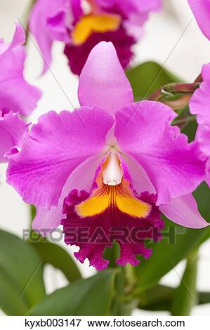 Orchid View Large Photo Image Stock Photo - Orchid. Fotosearch