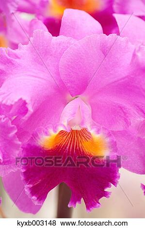 Orchid View Large Photo Image Stock Photo - Orchid. Fotosearch
