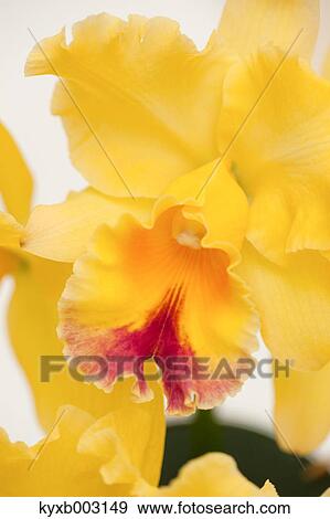 Stock Photo - Orchid. Fotosearch