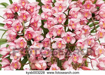 Orchid View Large Photo Image Stock Photo - Orchid. Fotosearch