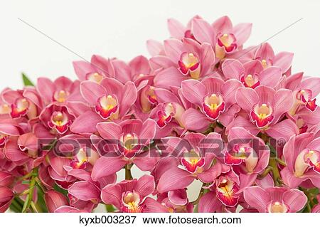 Stock Photo - Orchid. Fotosearch