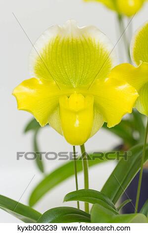 Orchid View Large Photo Image Stock Photo - Orchid. Fotosearch