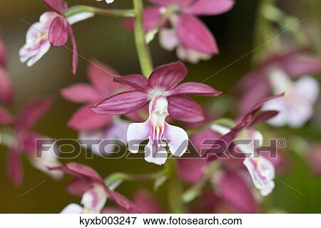 Orchid View Large Photo Image Stock Photo - Orchid. Fotosearch