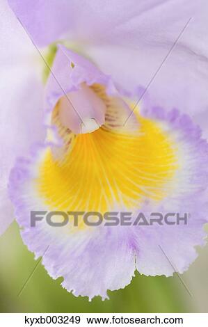 Orchid View Large Photo Image Stock Photo - Orchid. Fotosearch