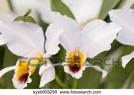Orchid View Large Photo Image Stock Photo - Orchid. Fotosearch