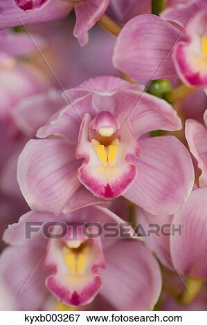 Orchid View Large Photo Image Stock Photo - Orchid. Fotosearch